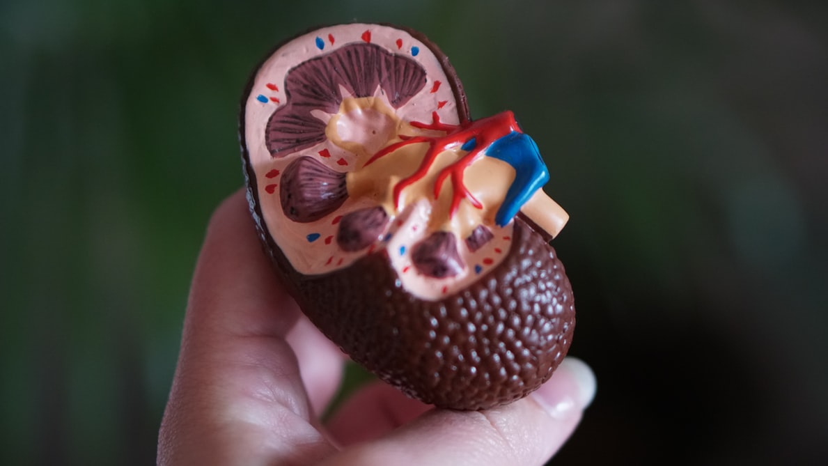 How Diabetes Affects the Kidneys